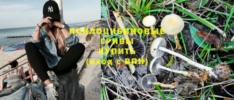 Псилоцибиновые грибы Psilocybine cubensis  Лаишево 